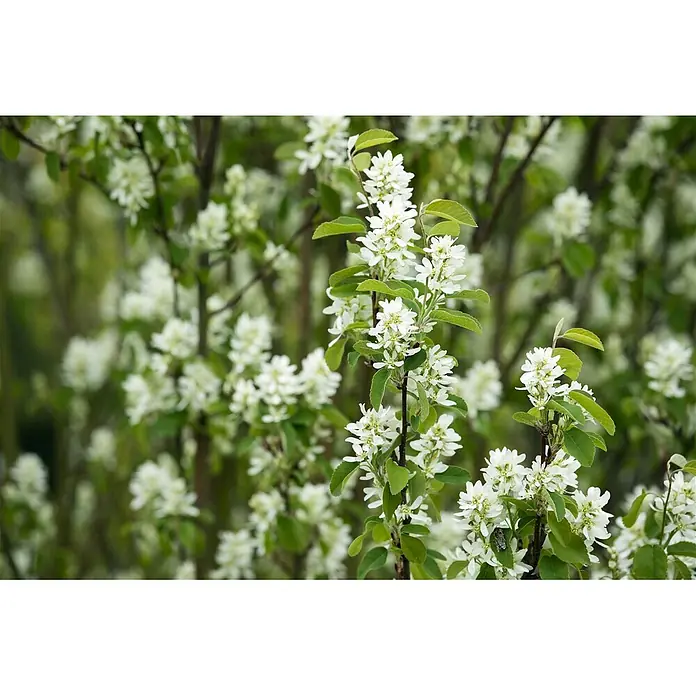 Pflanzen für dich Felsenbirne 60-100 cm - Amelanchier laevis 'Edelweiß', Aktuelle Wuchshöhe: 60 cm - 100 cm - Blühender Pflanzenzweig mit Büscheln kleiner weißer Blüten und grünen Blättern.