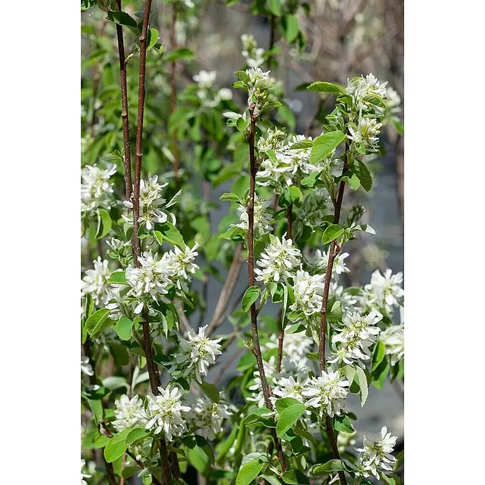Pflanzen für dich Felsenbirne 100-125 cm - Amelanchier alnifolia 'Obelisk', Aktuelle Wuchshöhe: 100 cm - 125 cm - Nahaufnahme einer Pflanze mit zarten weißen Blüten in Büscheln an schlanken braunen Stielen, umgeben von kleinen grünen Blättern.