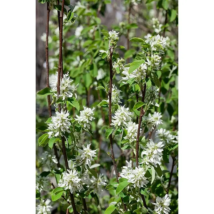 Pflanzen für dich Felsenbirne 100-125 cm - Amelanchier alnifolia 'Obelisk', Aktuelle Wuchshöhe: 100 cm - 125 cm - Blühender Strauch mit zarten weißen Blüten und frischen grünen Blättern an braunen Stielen.
