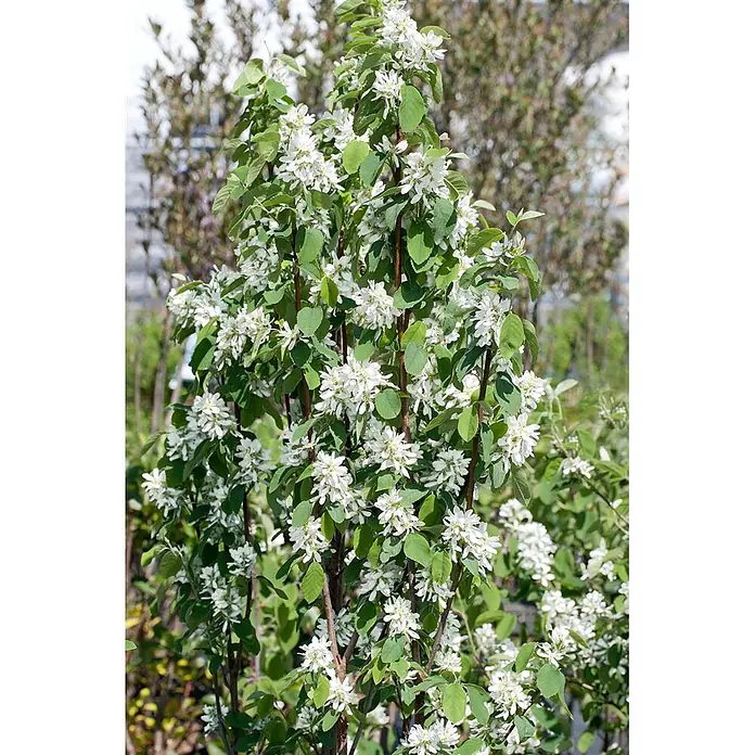 Pflanzen für dich Felsenbirne 100-125 cm - Amelanchier alnifolia 'Obelisk', Aktuelle Wuchshöhe: 100 cm - 125 cm - Weiße Blüten und grüne Blätter an einem hohen Blütenstrauch, voller Blüten.