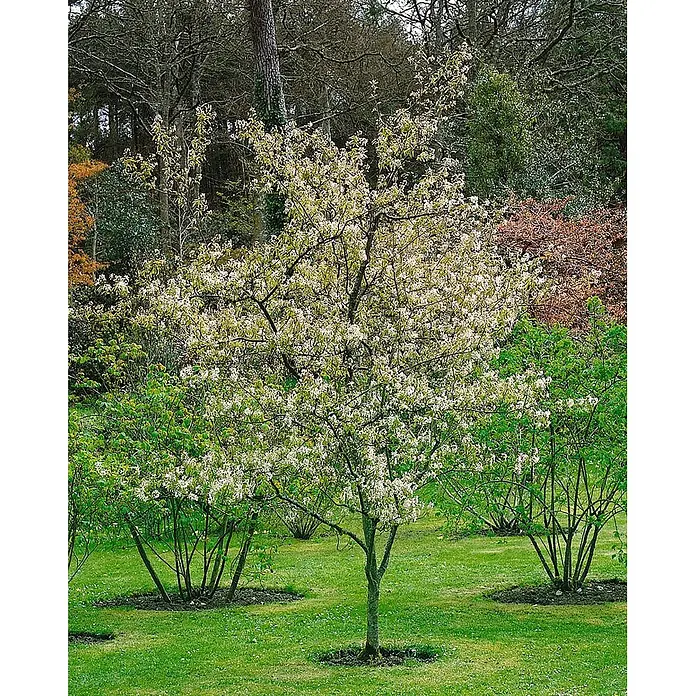 Pflanzen für dich Felsenbirne 60-100 cm - Amelanchier laevis, Aktuelle Wuchshöhe: 60 cm - 100 cm - Ein eleganter Baum in voller Blüte mit zarten weißen Blumen, stehend in einem üppigen grünen Garten zwischen anderen Sträuchern.