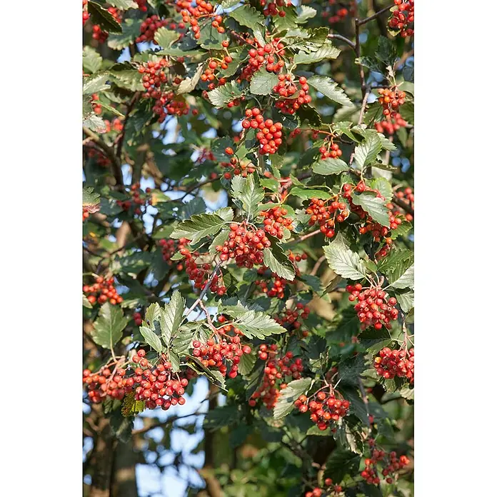 Pflanzen für dich Felsenbirne Schwedische Mehlbeere - Sorbus intermedia, Aktuelle Wuchshöhe: 80 cm - 100 cm - Üppiger grüner Zweig mit leuchtend roten Beeren.