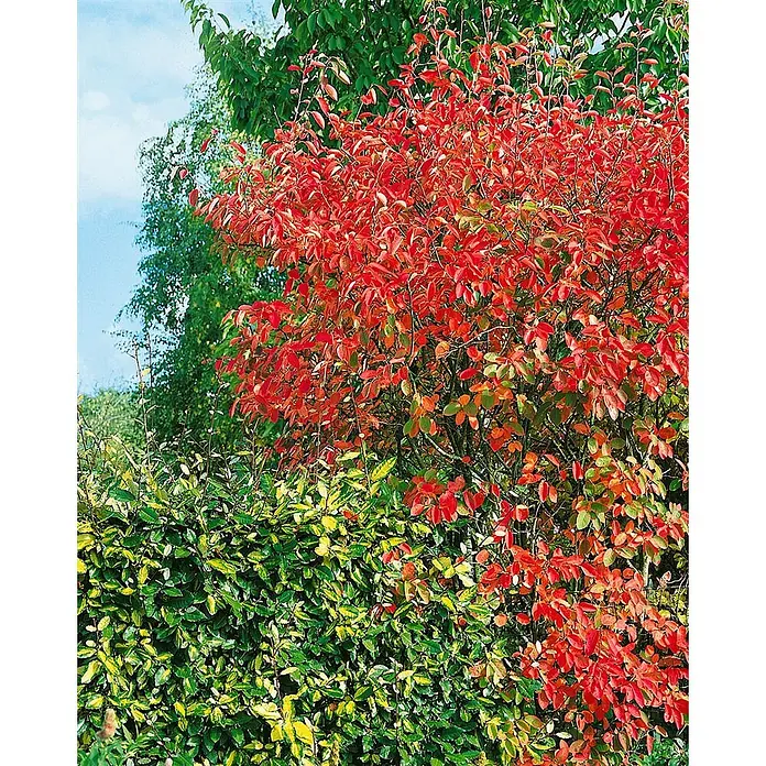 Pflanzen für dich Felsenbirne 60-100 cm - Amelanchier laevis, Aktuelle Wuchshöhe: 60 cm - 100 cm - Leuchtender Herbststrauch mit roten Blättern neben einer grün-gelb panaschierten Hecke.