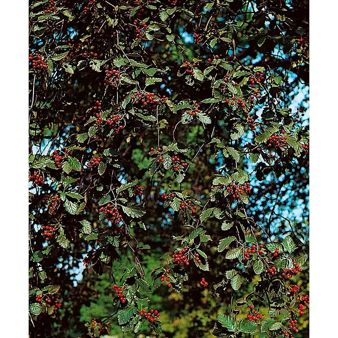 Pflanzen für dich Felsenbirne Schwedische Mehlbeere - Sorbus intermedia, Aktuelle Wuchshöhe: 80 cm - 100 cm - Zweige einer Pflanze bedeckt mit Büscheln kleiner, leuchtend roter Beeren und grüner Blätter.