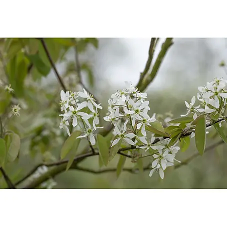 Pflanzen für dich  Felsenbirne 60-100 cm