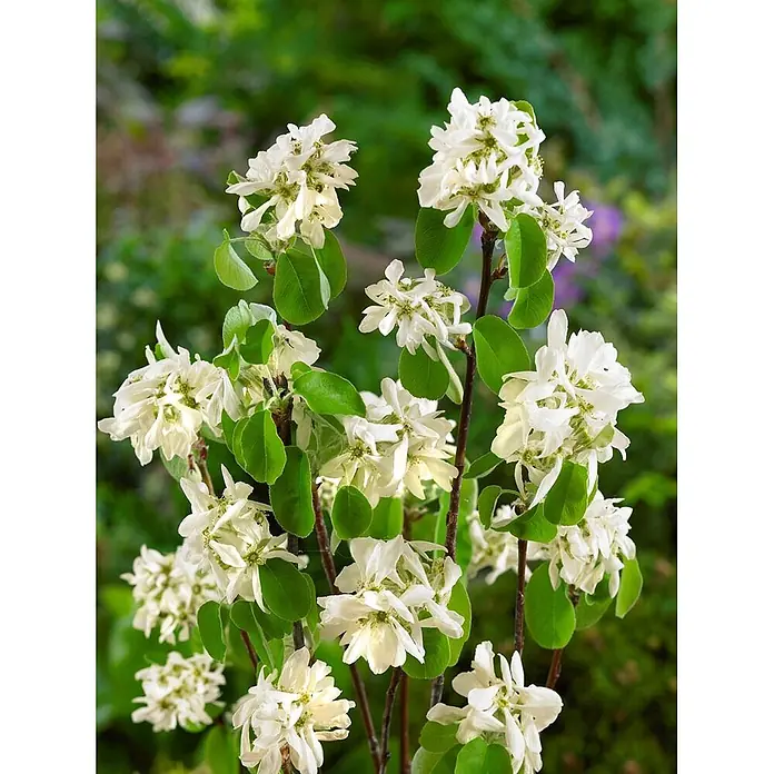 Pflanzen für dich Felsenbirne 60-100 cm - Amelanchier laevis 'Edelweiß', Aktuelle Wuchshöhe: 60 cm - 100 cm - Dichte Büschel weißer Blüten mit kleinen grünen Blättern an dünnen Stängeln.