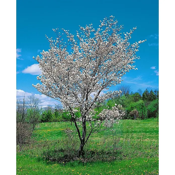 Pflanzen für dich Felsenbirne 60-100 cm - Amelanchier laevis, Aktuelle Wuchshöhe: 60 cm - 100 cm - Weiß blühender Baum auf einer grünen Wiese unter blauem Himmel.