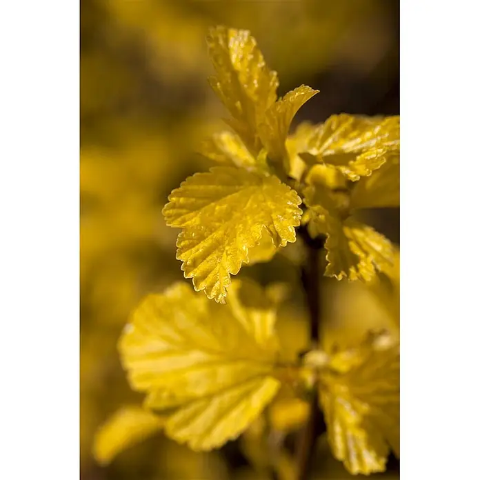 Pflanzen für dich Blasenspiere 60-100 cm - Physocarpus opulifolius 'Dart's Gold', 60 cm - 100 cm - Nahaufnahme leuchtend gelber Blätter mit gezackten Rändern und Tautropfen auf verschwommenem Hintergrund.