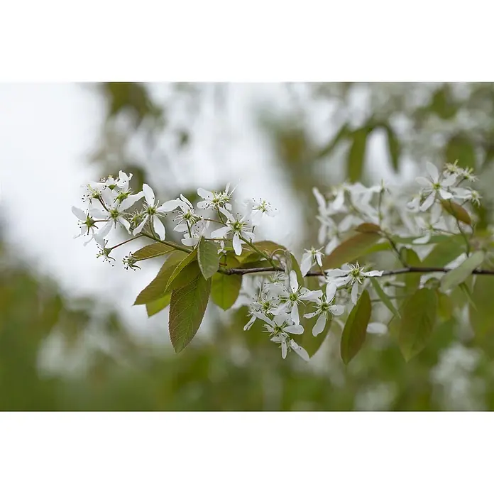 Pflanzen für dich Felsenbirne 60-100 cm - Amelanchier laevis, Aktuelle Wuchshöhe: 60 cm - 100 cm - Ein Zweig mit zahlreichen kleinen weißen Blüten und jungen grünen Blättern, der im Frühling blüht.