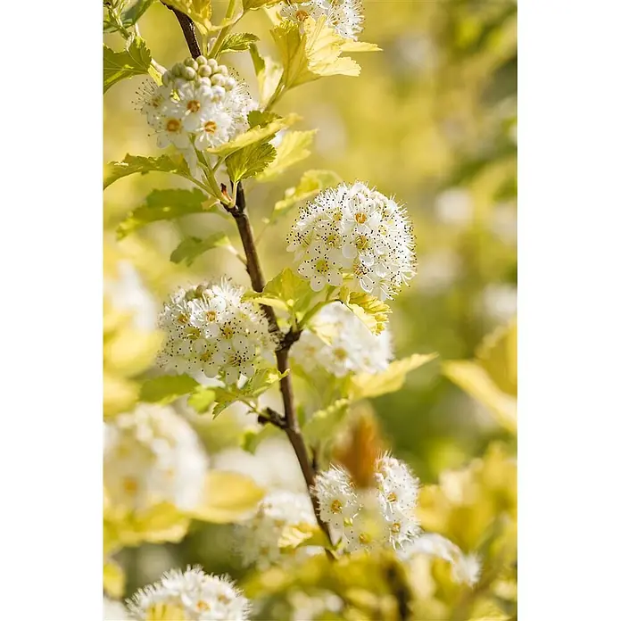 Pflanzen für dich Blasenspiere 60-100 cm - Physocarpus opulifolius 'Dart's Gold', 60 cm - 100 cm - Pflanzenzweig mit zarten weißen Blüten, auffälligen dunkelspitzigen Staubgefäßen und leuchtend gelb-grünen Blättern.