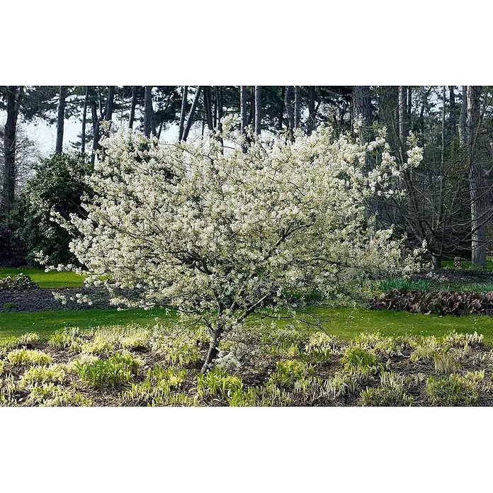 Pflanzen für dich Felsenbirne 60-100 cm - Amelanchier laevis, Aktuelle Wuchshöhe: 60 cm - 100 cm - Ein wunderschöner Baum mit vielen weißen Blüten steht prominent in einem grünen Garten.