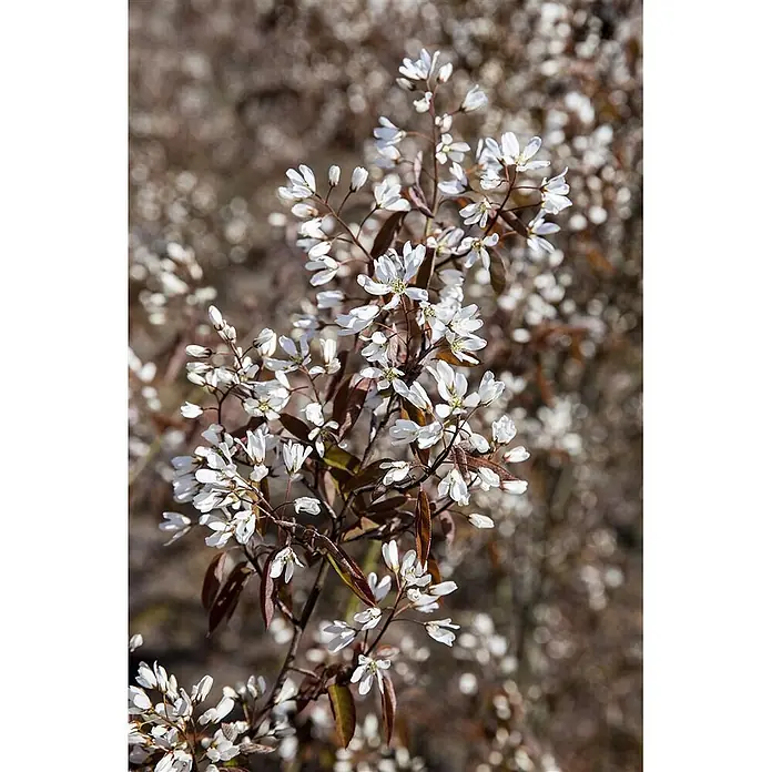 Pflanzen für dich Felsenbirne 40-60 cm - Amelanchier canadensis 'Rainbow Pillar', Aktuelle Wuchshöhe: 40 cm - 60 cm - Weiße Frühlingsblüten mit rötlich-braunen Blättern an einem Zweig.