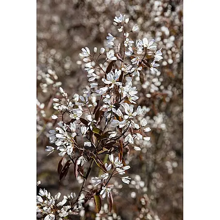 Pflanzen für dich  Felsenbirne 40-60 cm