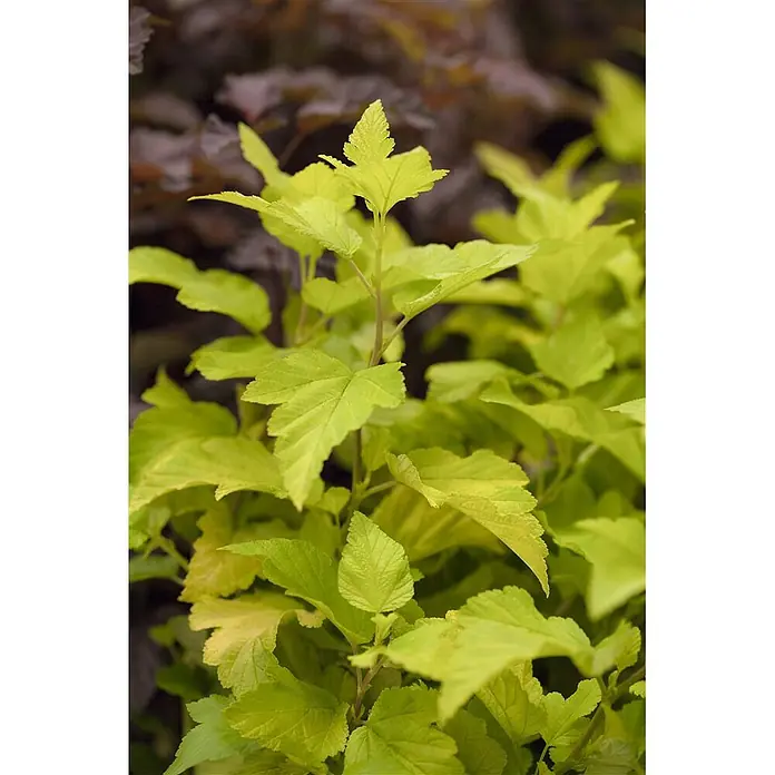 Pflanzen für dich Blasenspiere 60-100 cm - Physocarpus opulifolius 'Dart's Gold', 60 cm - 100 cm - Nahaufnahme einer Pflanze mit leuchtend chartreusefarbenen Blättern, die ihr hellgrünes Laub und zarte Stiele zeigt.