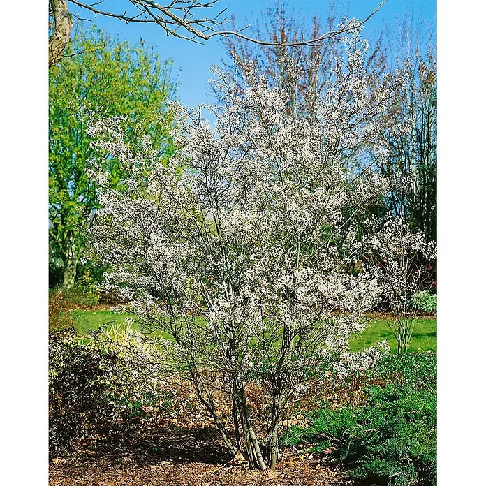 Pflanzen für dich Felsenbirne 40-60 cm - Amelanchier canadensis 'Rainbow Pillar', Aktuelle Wuchshöhe: 40 cm - 60 cm - Ein blühender Strauch mit kleinen weißen Blüten in einem Garten mit grünem Laub und blauem Himmel.