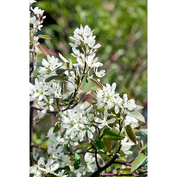 Pflanzen für dich Felsenbirne 40-60 cm - Amelanchier canadensis 'Rainbow Pillar', Aktuelle Wuchshöhe: 40 cm - 60 cm - Dichte Büschel kleiner weißer Blüten mit zarten Blütenblättern an einem Strauch mit grünen und rötlich-braunen Blättern.