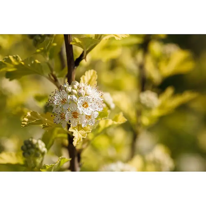 Pflanzen für dich Blasenspiere 60-100 cm - Physocarpus opulifolius 'Dart's Gold', 60 cm - 100 cm - Nahaufnahme weißer Blüten mit gelben Zentren und ausgeprägten Staubgefäßen an einem Ast mit hellgelb-grünen Blättern.