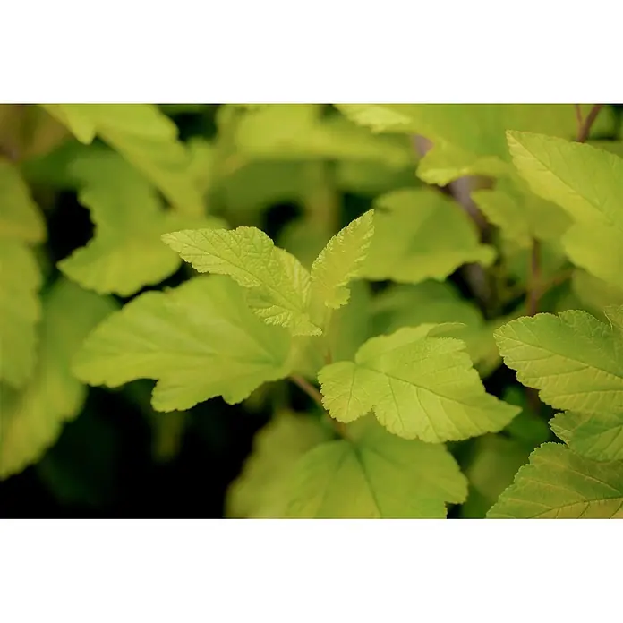 Pflanzen für dich Blasenspiere 60-100 cm - Physocarpus opulifolius 'Dart's Gold', 60 cm - 100 cm - Nahaufnahme leuchtend hellgrüner Blätter mit gezackten Rändern und sichtbaren Adern, Teil einer üppigen Pflanze.