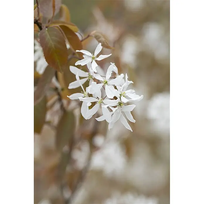 Pflanzen für dich Kupfer-Felsenbirne 60-100 cm - Amelanchier 'Ballerina' - Nahaufnahme von zarten weißen Blüten mit grünen Zentren und rotbraunen Blättern an einem Zweig.