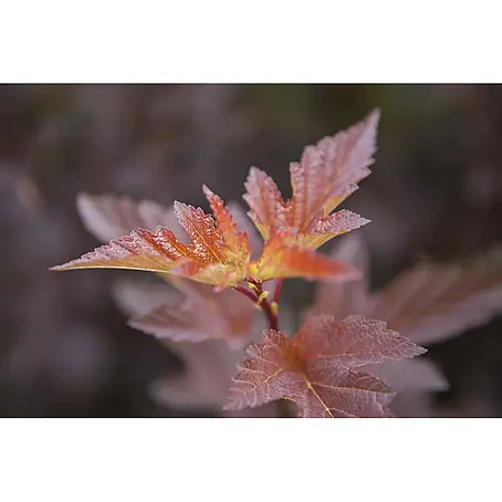 Pflanzen für dich  Blasenspiere 60-100 cm