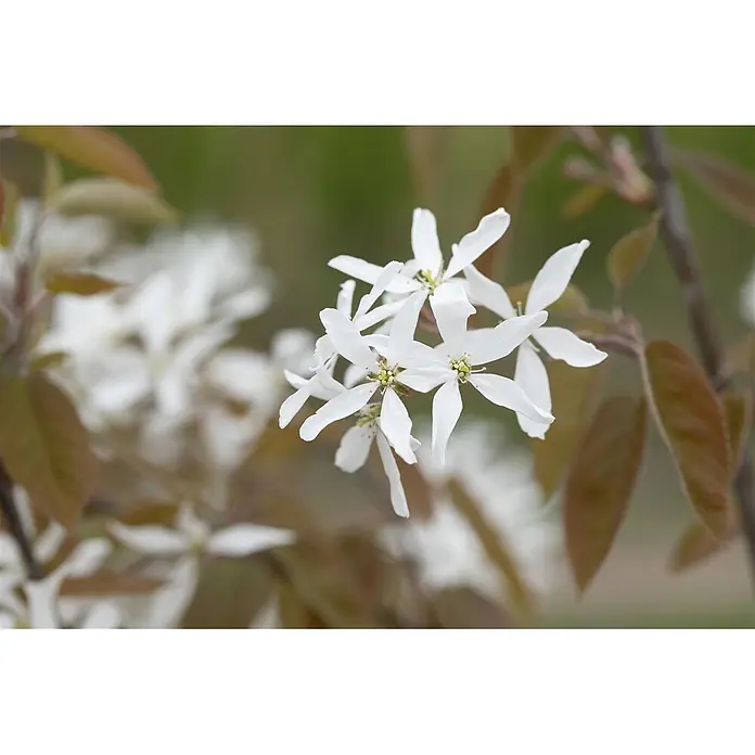 Pflanzen für dich Kupfer-Felsenbirne 60-100 cm - Amelanchier 'Ballerina' - Ein Büschel zarter weißer Blüten mit gelb-grünen Zentren, blühend zwischen braunem und grünem Laub.