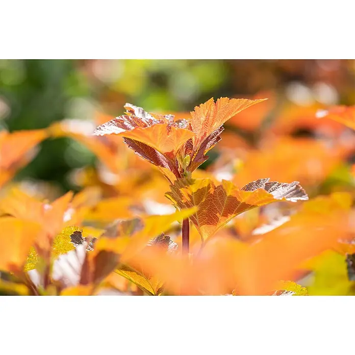 Pflanzen für dich Blasenspiere 125-150 cm - Physocarpus opulifolius 'Amber Jubilee', 125 cm - 150 cm - Lebendige orange-rotbraune Blätter einer Pflanze mit sichtbaren Adern und leichten Rüschen, die im natürlichen Licht gedeihen.