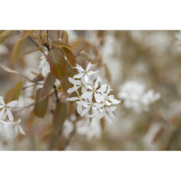 Pflanzen für dich Kupfer-Felsenbirne 60-100 cm - Amelanchier 'Ballerina' - Gruppe weißer Blüten mit fünf zarten Blütenblättern und rötlich-braunen Blättern.