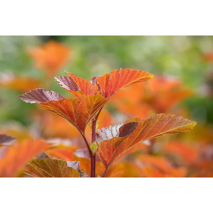 Pflanzen für dich Blasenspiere 125-150 cm - Physocarpus opulifolius 'Amber Jubilee', 125 cm - 150 cm - Leuchtend rot-orange Blätter mit detaillierten Adern an einem dunklen Stiel, die ihre reichen Herbstfarben zeigen.