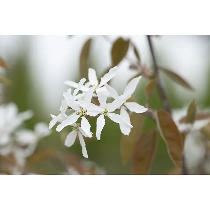 Pflanzen für dich Kupfer-Felsenbirne 60-100 cm - Amelanchier 'Ballerina' - Nahaufnahme einer Gruppe zarter weißer Blüten mit sternförmigen Blütenblättern und hellgrünen Mitten.