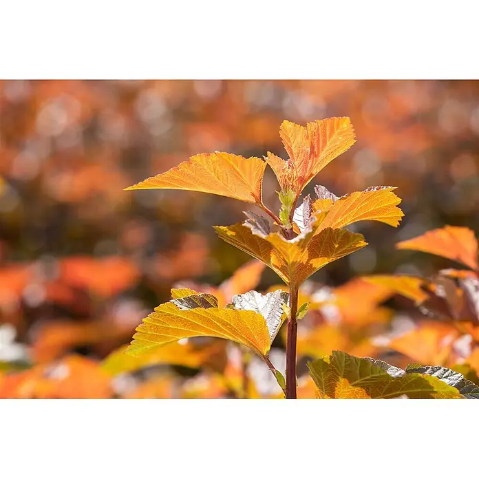 Pflanzen für dich Blasenspiere 125-150 cm - Physocarpus opulifolius 'Amber Jubilee', 125 cm - 150 cm - Leuchtend orange-gelbe Blätter einer Pflanze vor unscharfem Herbstlaubhintergrund.