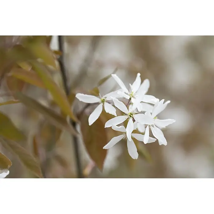 Pflanzen für dich Kupfer-Felsenbirne 60-100 cm - Amelanchier 'Ballerina' - Gruppe weißer, sternförmiger Blüten mit zarten Blütenblättern und gelben Zentren, zwischen unscharfen braunen Blättern.