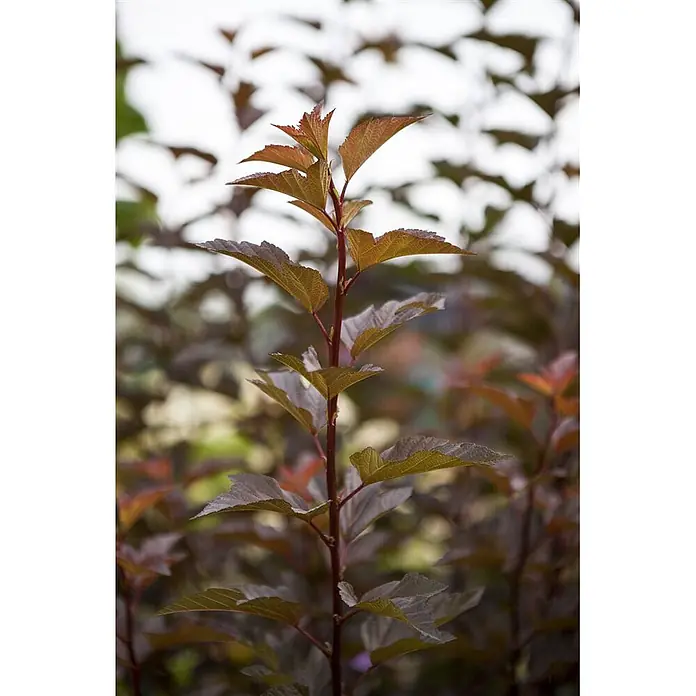 Pflanzen für dich Blasenspiere 125-150 cm - Physocarpus opulifolius 'Amber Jubilee', 125 cm - 150 cm - Aufrechter Pflanzenstiel mit kupferroten Blättern.