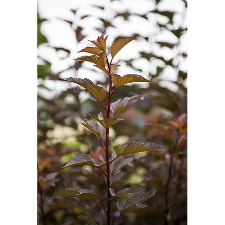 Pflanzen für dich  Blasenspiere 125-150 cm