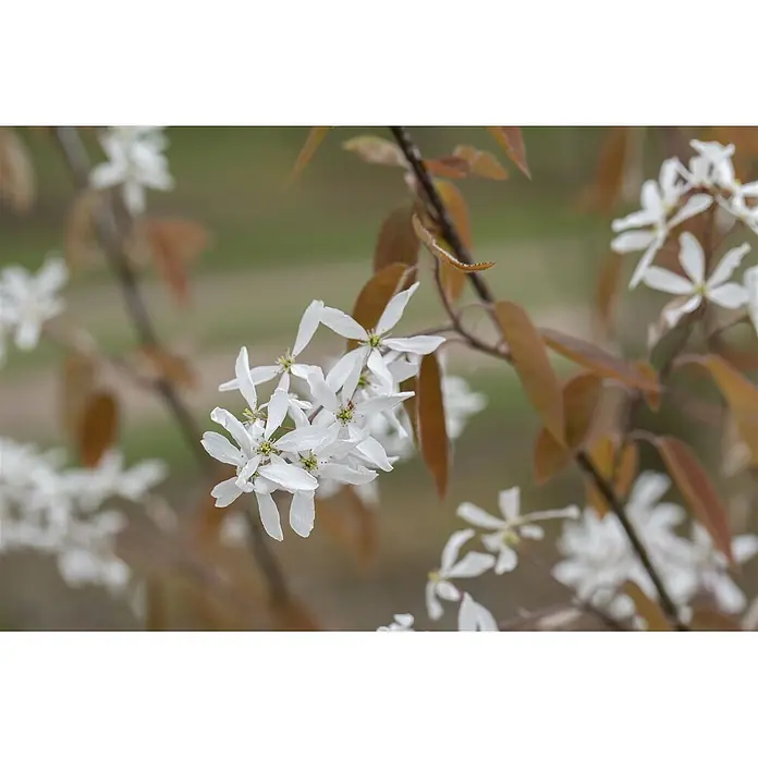 Pflanzen für dich Kupfer-Felsenbirne 60-100 cm - Amelanchier 'Ballerina' - Weiße sternförmige Blüten mit auffälligen Staubblättern an Zweigen mit bronzefarbenen Blättern.
