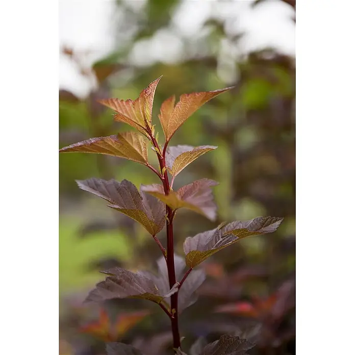 Pflanzen für dich Blasenspiere 125-150 cm - Physocarpus opulifolius 'Amber Jubilee', 125 cm - 150 cm - Junge Pflanze mit dunklem rotem Stiel und sich entwickelnden Blättern, von leuchtendem Orange oben bis zu tiefem Rotbraun unten.