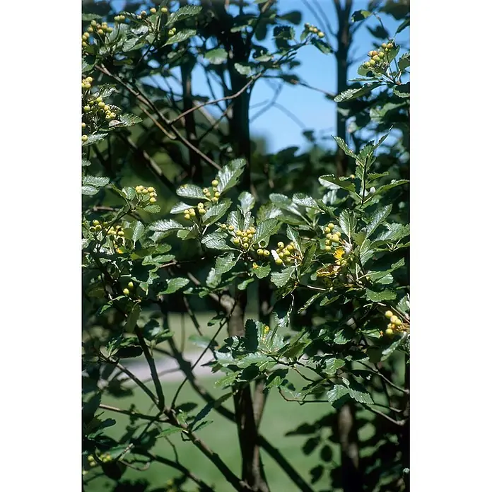 Pflanzen für dich Felsenbirne 125-150 cm - Sorbus aria, Aktuelle Wuchshöhe: 125 cm - 150 cm - Nahaufnahme eines Baumzweigs mit grünen Blättern und Trauben kleiner, runder, gelb-grüner Beeren.