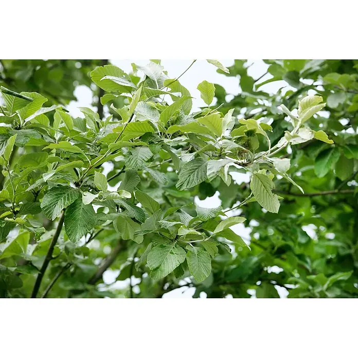 Pflanzen für dich Felsenbirne 125-150 cm - Sorbus aria, Aktuelle Wuchshöhe: 125 cm - 150 cm - Üppige grüne Blätter an Baumästen, einige mit helleren Unterseiten.