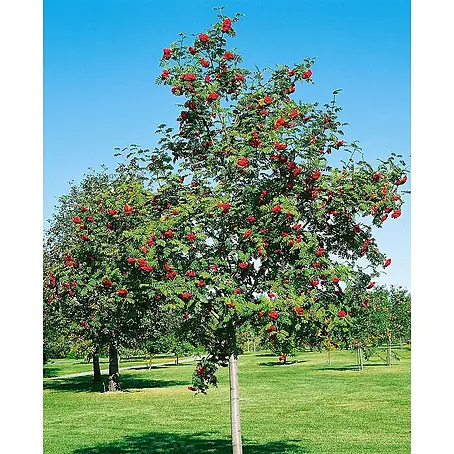 Pflanzen für dich  Felsenbirne 125-150 cm