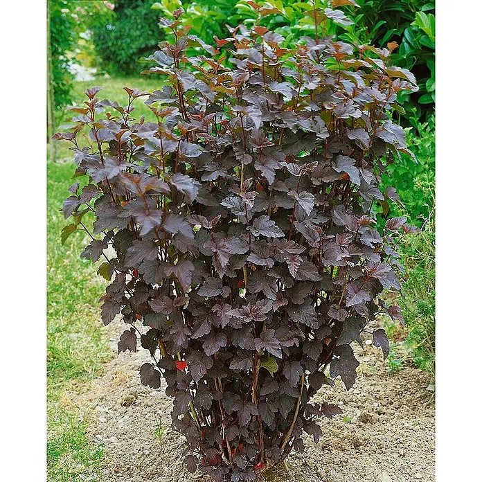 Pflanzen für dich Blasenspiere 60-80 cm - Physocarpus opulifolius 'Tiny Wine', 60 cm - 80 cm - Kompakter Strauch mit dunkelrot-violettem Laub, im Garten gepflanzt.