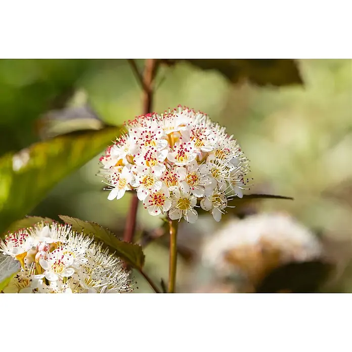 Pflanzen für dich Blasenspiere 60-80 cm - Physocarpus opulifolius 'Red Baron', 60 cm - 80 cm - Runde Blütendolde aus kleinen weißen Blüten mit zahlreichen rotspitzigen und gelben Staubgefäßen an einem dunklen Stiel.