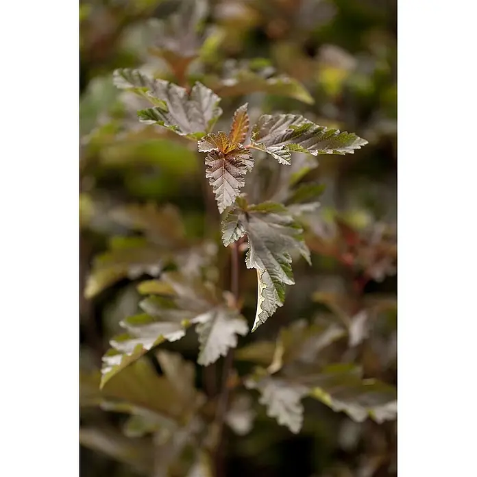 Pflanzen für dich Blasenspiere 60-80 cm - Physocarpus opulifolius 'Red Baron', 60 cm - 80 cm - Nahaufnahme von rötlich-grünen Pflanzenblättern mit gezackten Rändern, teils mit bronzefarbenem Neuaustrieb.