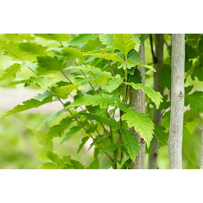 Pflanzen für dich Blasenspiere 150-175 cm - Koelreuteria paniculata 'Fastigiata', 150 cm - 175 cm - Üppige, hellgrüne Blätter mit gezackten Rändern an dünnen Ästen, neben zwei hellen, glatten Baumstämmen.