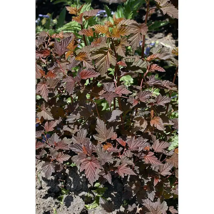 Pflanzen für dich Blasenspiere 60-80 cm - Physocarpus opulifolius 'Red Baron', 60 cm - 80 cm - Buschige Pflanze mit rötlich-braunen, gelappten Blättern im Garten.