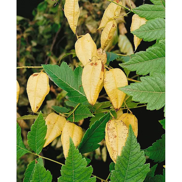 Pflanzen für dich Blasenspiere 150-175 cm - Koelreuteria paniculata 'Fastigiata', 150 cm - 175 cm - Goldgelbe, lampionförmige Samenkapseln eines Blasenbaums, umgeben von leuchtend grünen, gezackten Blättern.