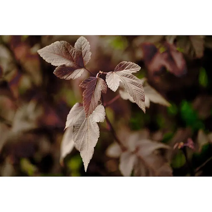 Pflanzen für dich Blasenspiere 60-80 cm - Physocarpus opulifolius 'Red Baron', 60 cm - 80 cm - Ein Zweig mit mehreren rötlich-braunen Blättern, einige zeigen hellere Unterseiten, in weichem Fokus.