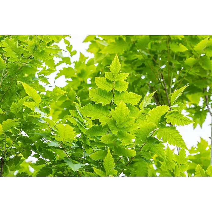 Pflanzen für dich Blasenspiere 150-175 cm - Koelreuteria paniculata 'Fastigiata', 150 cm - 175 cm - Leuchtend grüne Blätter an einem Ast, von hellem Licht beleuchtet, zeigen frisches Laub.