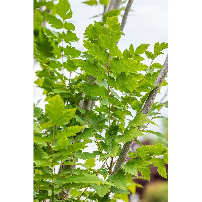 Pflanzen für dich Blasenspiere 150-175 cm - Koelreuteria paniculata 'Fastigiata', 150 cm - 175 cm - Nahaufnahme von leuchtend grünen, tief gelappten Blättern an mehreren Baumzweigen, die frisches Laub zeigen.
