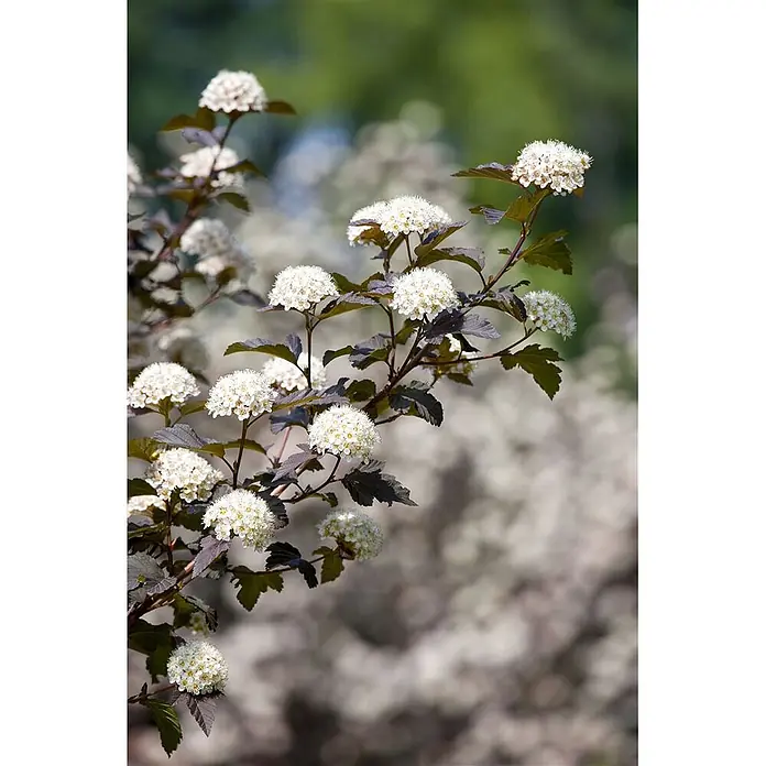 Pflanzen für dich Blasenspiere Blasenspiere - Physocarpus opulifolius 'Diabolo', 80 cm - 100 cm - Ast einer Pflanze mit weißen kugelförmigen Blütenständen und dunklen, gelappten Blättern.