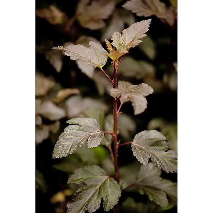 Pflanzen für dich Blasenspiere Blasenspiere - Physocarpus opulifolius 'Diabolo', 80 cm - 100 cm - Nahaufnahme einer Pflanze mit dunkelrotbraunen Stielen und strukturierten, rötlich-grünen Blättern mit deutlichen Adern.