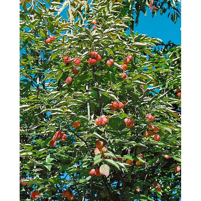 Pflanzen für dich Blasenspiere 40-60 cm - Staphylea pinnata, 40 cm - 60 cm - Ein Baum mit leuchtend grünen Blättern und zahlreichen Büscheln roter, papierartiger Früchte vor blauem Himmel.